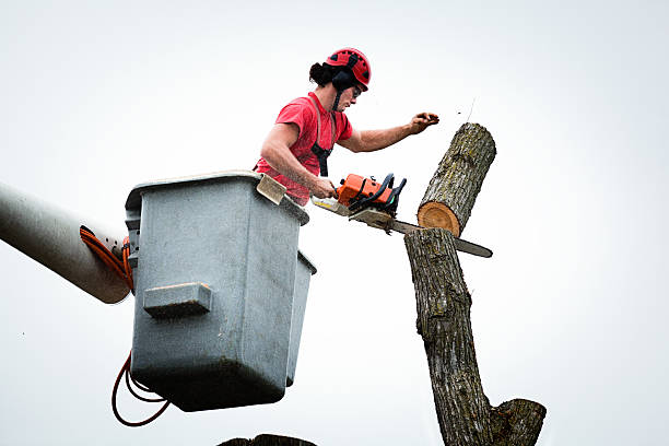 Reliable Governors Village, NC Tree Removal Services Solutions